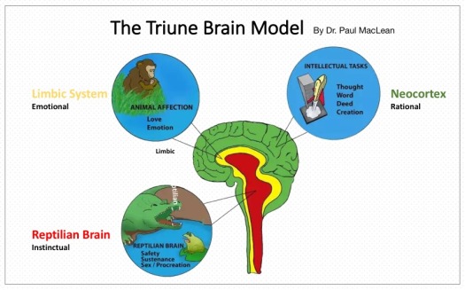 4 Triune Brain